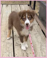 Moth - Akc&Asdr, a female Australian Shepherd for sale in Prairie Grove, AR – 2 of 10