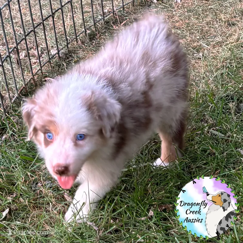 Caterpillar - Green Collar RMM – Australian Shepherd puppy for sale in Prairie Grove, AR
