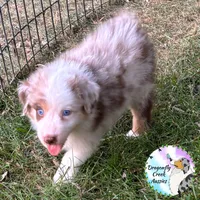 Caterpillar AKC & ASDR, a male Australian Shepherd for sale in Prairie Grove, AR – 2 of 5