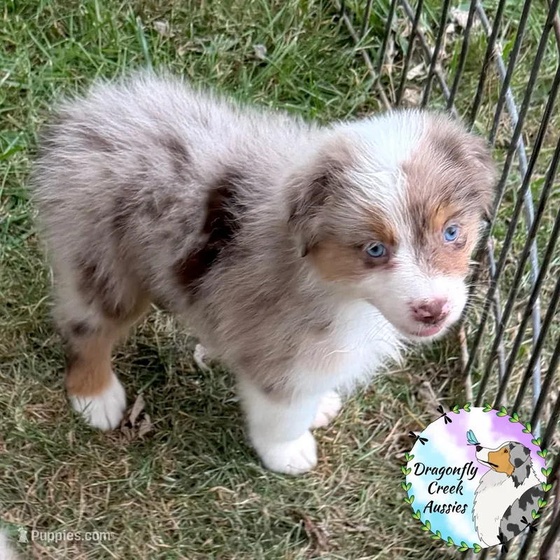 Mantis AKC & ASDR – Australian Shepherd puppy for sale in Prairie Grove, AR