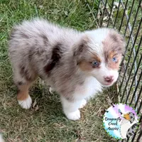 Mantis AKC & ASDR, a female Australian Shepherd for sale in Prairie Grove, AR – 1 of 4
