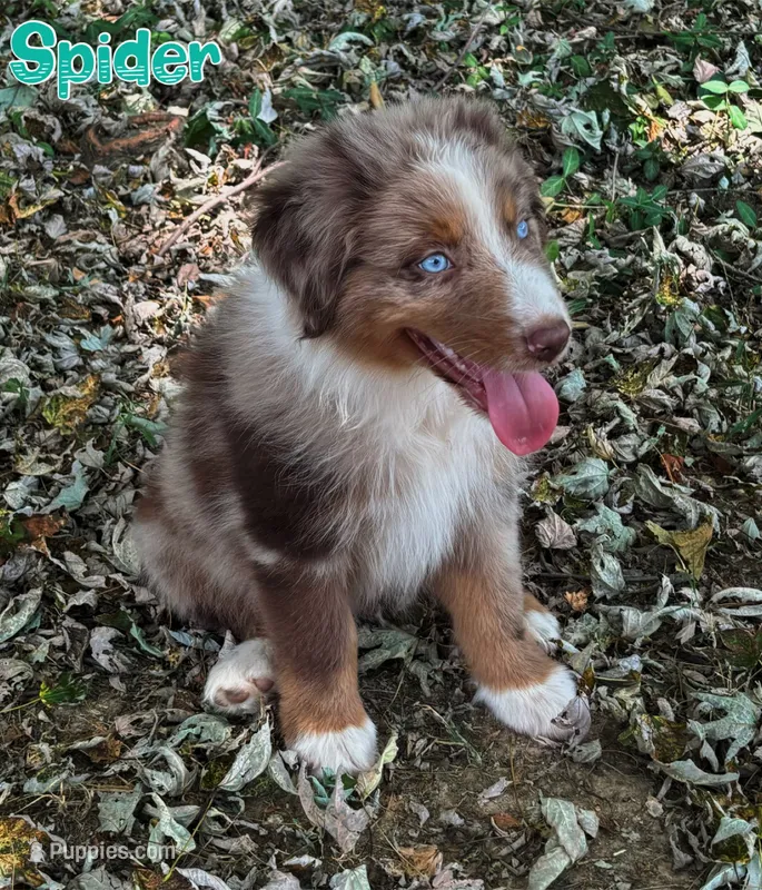 Spider AKC & ASDR – Australian Shepherd puppy for sale in Prairie Grove, AR