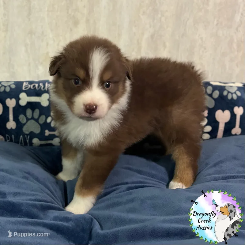 Ladybug - Red Collar RTF  – Australian Shepherd puppy for sale in Prairie Grove, AR