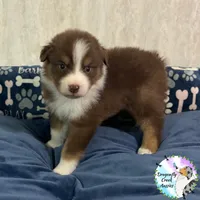 Ladybug AKC & ASDR, a female Australian Shepherd for sale in Prairie Grove, AR – 2 of 4