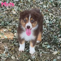 Moth AKC & ASDR, a female Australian Shepherd for sale in Prairie Grove, AR – 2 of 7