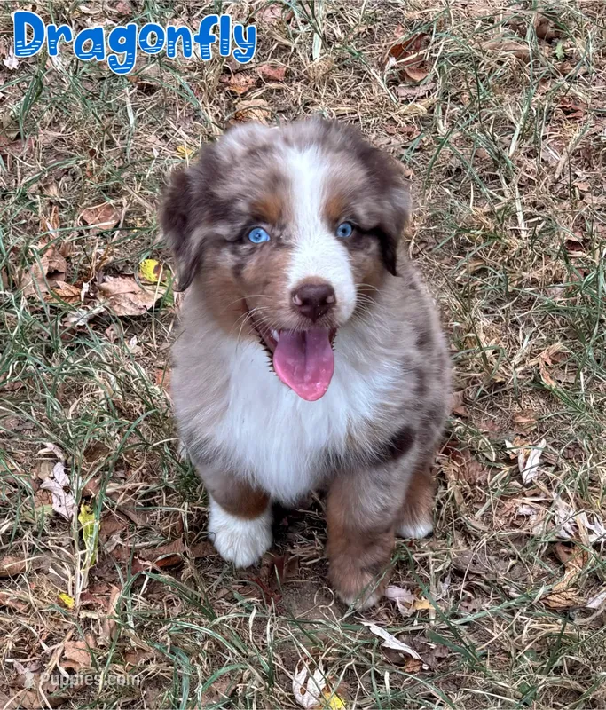 Dragonfly AKC & ASDR – Australian Shepherd puppy for sale in Prairie Grove, AR