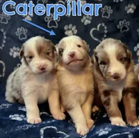 Caterpillar AKC & ASDR, a male Australian Shepherd for sale in Prairie Grove, AR – 6 of 7