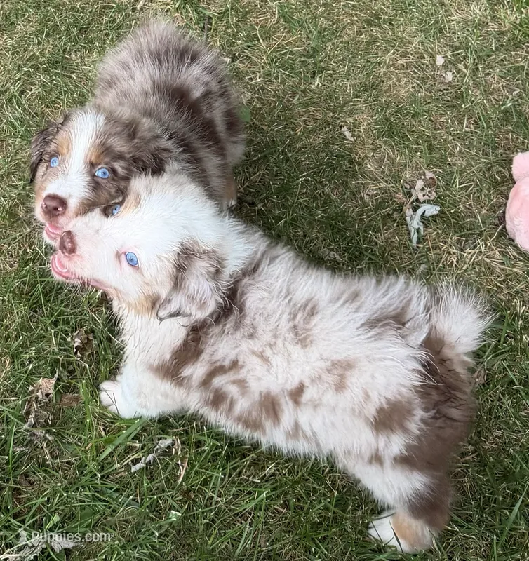 Caterpillar AKC & ASDR – Australian Shepherd puppy for sale in Prairie Grove, AR
