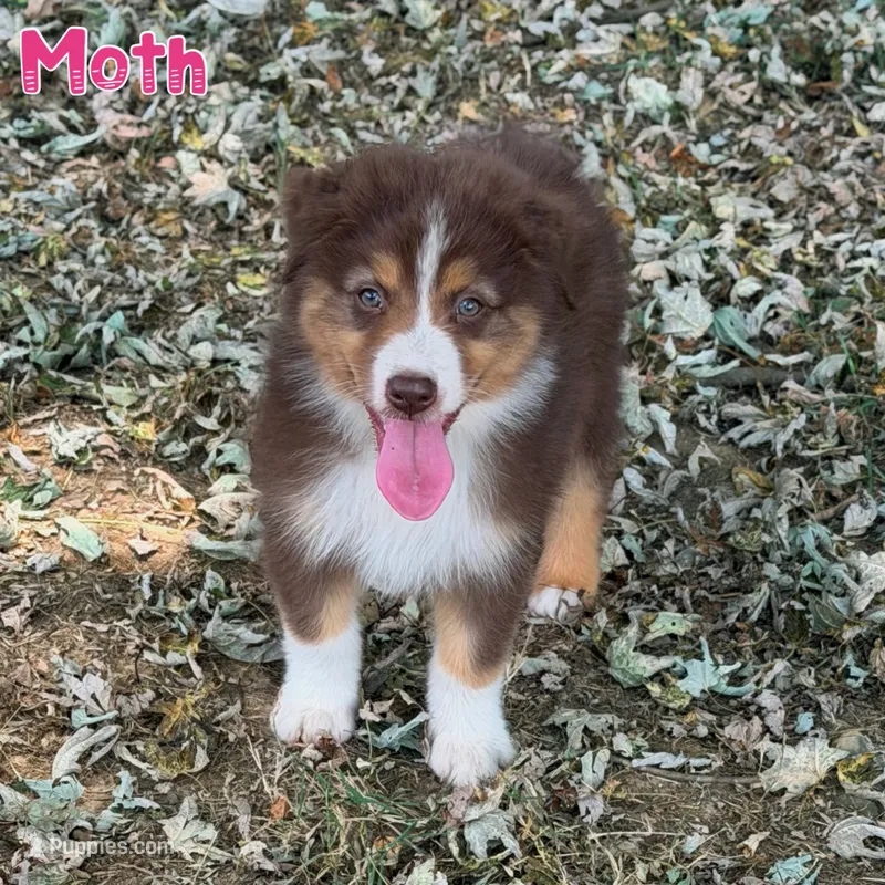 Moth AKC & ASDR – Australian Shepherd puppy for sale in Prairie Grove, AR