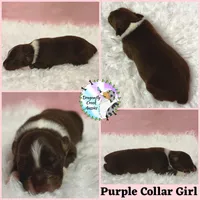 Cricket AKC & ASDR, a female Australian Shepherd for sale in Prairie Grove, AR – 5 of 5