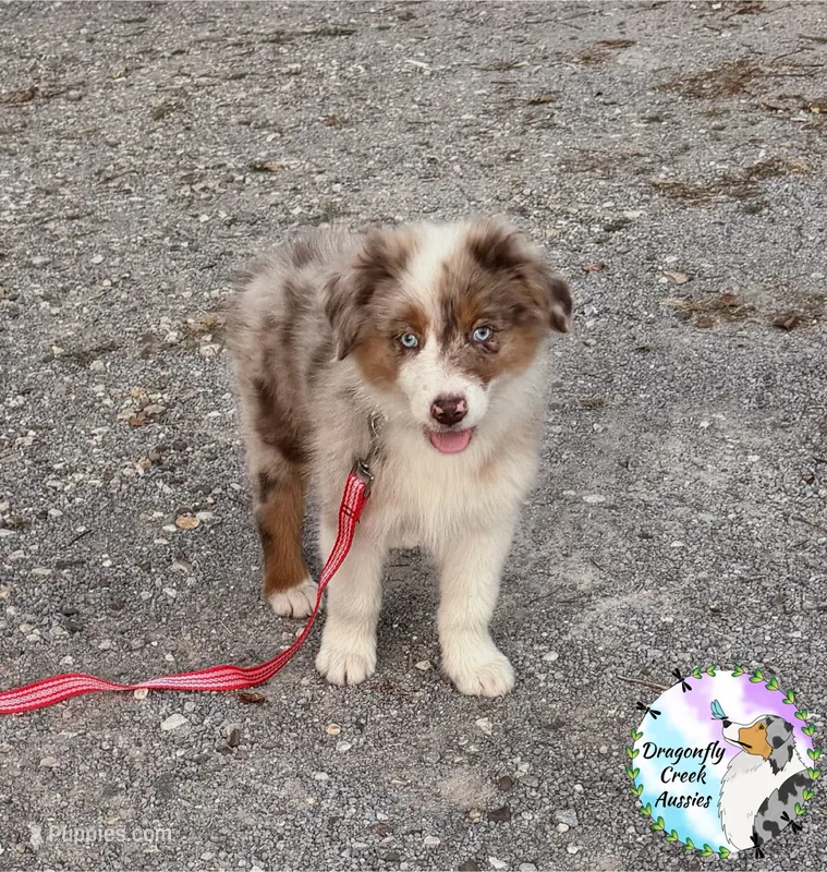 Mantis (AKC & ASDR) – Australian Shepherd puppy for sale in Prairie Grove, AR