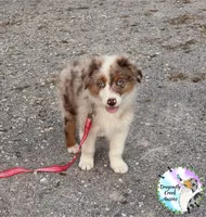 Mantis (AKC & ASDR), a female Australian Shepherd for sale in Prairie Grove, AR – 1 of 9