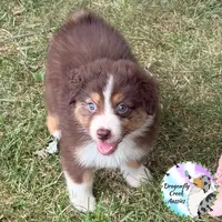 Moth AKC & ASDR, a female Australian Shepherd for sale in Prairie Grove, AR – 1 of 4