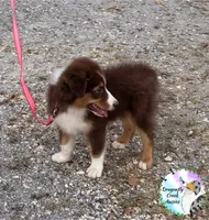 Moth - Akc&Asdr, a female Australian Shepherd for sale in Prairie Grove, AR – 4 of 10