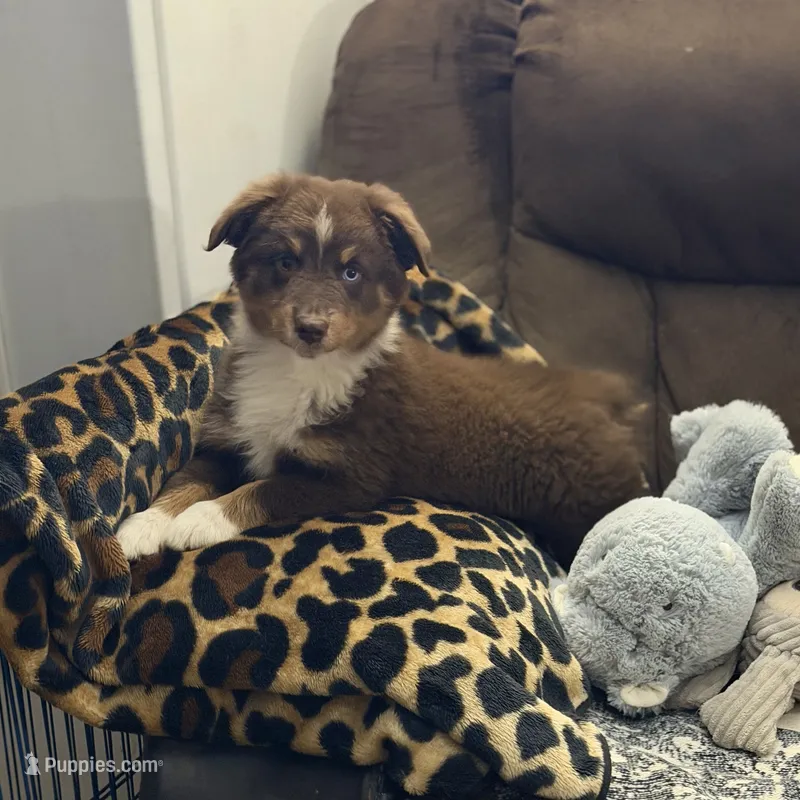 Cricket AKC & ASDR – Australian Shepherd puppy for sale in Prairie Grove, AR