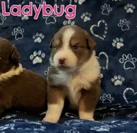 Ladybug (AKC & ASDR), a female Australian Shepherd for sale in Prairie Grove, AR – 8 of 9
