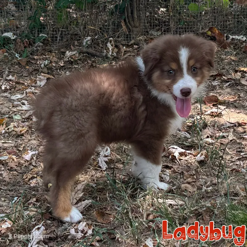 Ladybug AKC & ASDR – Australian Shepherd puppy for sale in Prairie Grove, AR