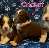 Cricket AKC & ASDR, a female Australian Shepherd for sale in Prairie Grove, AR – 4 of 5