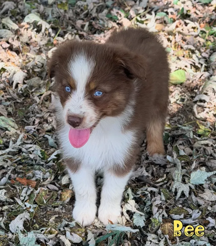 Bee AKC & ASDR – Australian Shepherd puppy for sale in Prairie Grove, AR