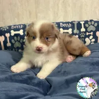 Mantis AKC & ASDR, a female Australian Shepherd for sale in Prairie Grove, AR – 2 of 4