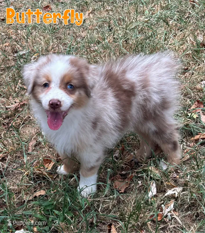 Butterfly AKC & ASDR – Australian Shepherd puppy for sale in Prairie Grove, AR