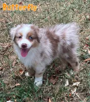 Butterfly AKC & ASDR, a female Australian Shepherd for sale in Prairie Grove, AR – 1 of 6