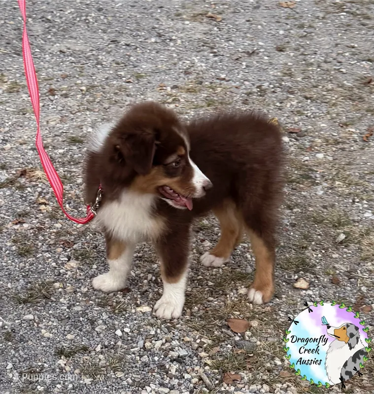 Moth (AKC & ASDR) – Australian Shepherd puppy for sale in Prairie Grove, AR