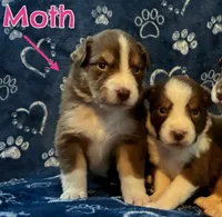 Moth AKC & ASDR, a female Australian Shepherd for sale in Prairie Grove, AR – 6 of 7
