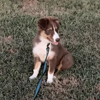 Red Tri Girl, a female Australian Shepherd for sale in Prairie Grove, AR – 3 of 6