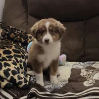Ladybug (AKC & ASDR), a female Australian Shepherd for sale in Prairie Grove, AR – 3 of 9
