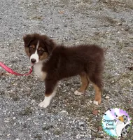 Moth - Akc&Asdr, a female Australian Shepherd for sale in Prairie Grove, AR – 3 of 10