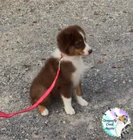 Ladybug (AKC & ASDR), a female Australian Shepherd for sale in Prairie Grove, AR – 2 of 9