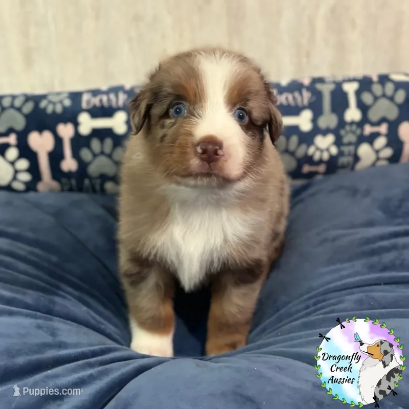 Dragonfly - Blue Collar RMM – Australian Shepherd puppy for sale in Prairie Grove, AR