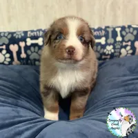 Dragonfly AKC & ASDR, a male Australian Shepherd for sale in Prairie Grove, AR – 2 of 4