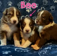 Bee - Yellow Collar RTF , a female Australian Shepherd for sale in Prairie Grove, AR – 2 of 2