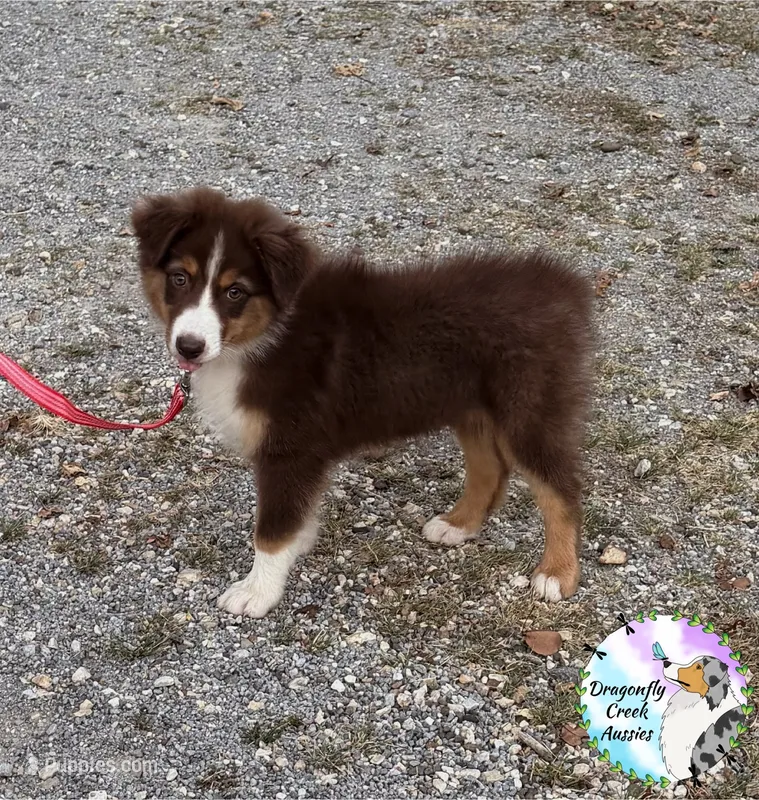 Moth (AKC & ASDR) – Australian Shepherd puppy for sale in Prairie Grove, AR