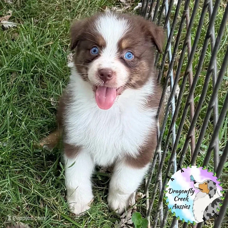 Bee - Yellow Collar RTF  – Australian Shepherd puppy for sale in Prairie Grove, AR