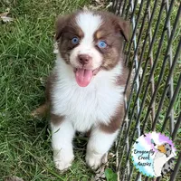 Bee AKC & ASDR, a female Australian Shepherd for sale in Prairie Grove, AR – 1 of 4