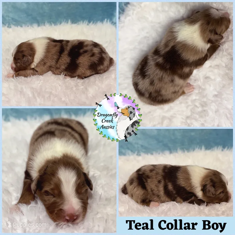 Spider - Teal Collar RMM  – Australian Shepherd puppy for sale in Prairie Grove, AR