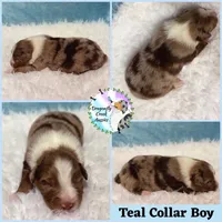 Spider - Teal Collar RMM , a male Australian Shepherd for sale in Prairie Grove, AR – 1 of 2
