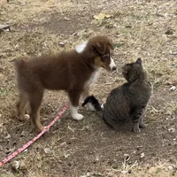 Red Tri Girl, a female Australian Shepherd for sale in Prairie Grove, AR – 6 of 6