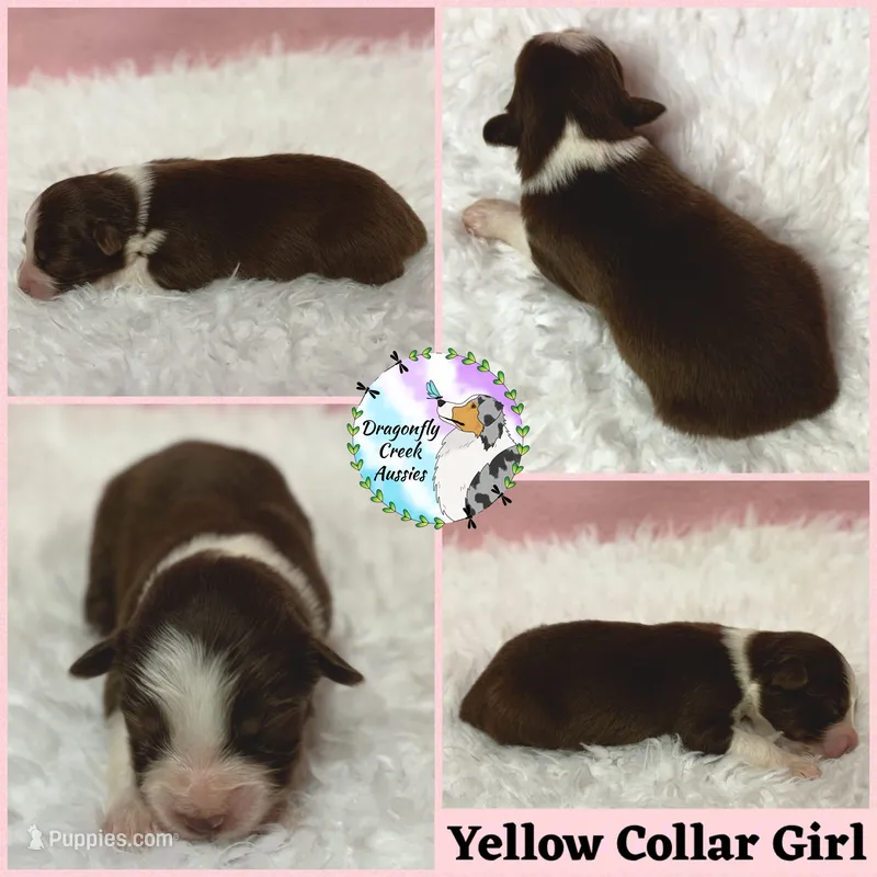 Bee - Yellow Collar RTF  – Australian Shepherd puppy for sale in Prairie Grove, AR