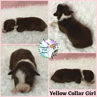 Bee - Yellow Collar RTF , a female Australian Shepherd for sale in Prairie Grove, AR – 1 of 2