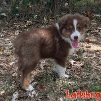 Ladybug (AKC & ASDR), a female Australian Shepherd for sale in Prairie Grove, AR – 5 of 9