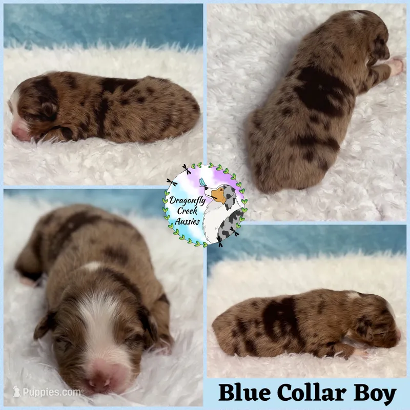 Dragonfly - Blue Collar RMM – Australian Shepherd puppy for sale in Prairie Grove, AR