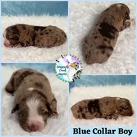 Dragonfly - Blue Collar RMM, a male Australian Shepherd for sale in Prairie Grove, AR – 1 of 2
