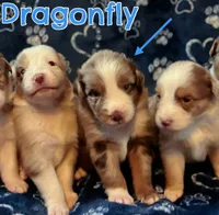 Dragonfly - Blue Collar RMM, a male Australian Shepherd for sale in Prairie Grove, AR – 2 of 2