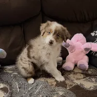 Mantis (AKC & ASDR), a female Australian Shepherd for sale in Prairie Grove, AR – 3 of 9