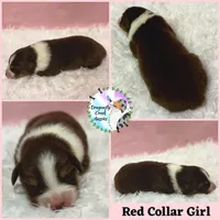Ladybug (AKC & ASDR), a female Australian Shepherd for sale in Prairie Grove, AR – 9 of 9
