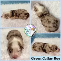 Caterpillar AKC & ASDR, a male Australian Shepherd for sale in Prairie Grove, AR – 7 of 7